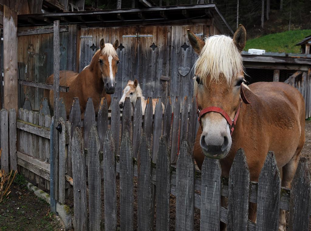 Haus Waldruhe Lägenhet Innichen Exteriör bild